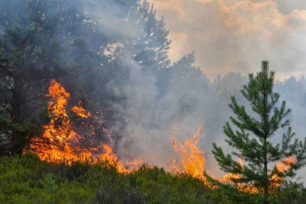 azerbaycanda-mesede-bas-veren-yangin-lokallasdirildi-xidmet-reisinden-ehaliye-cagiris-foto