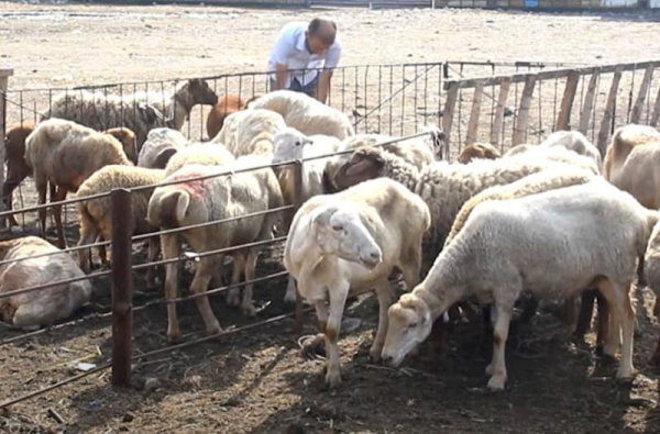 qurban-kesilen-olkelerde-qoyunlarin-ferqli-qiymeti-azerbaycan-necenci-yerdedir-siyahi-foto