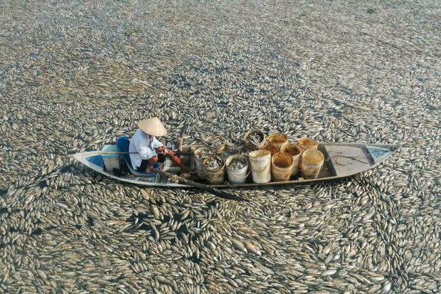 vyetnamda-dehsetli-menzere-cayda-yuzminlerle-olu-baliq-foto-video