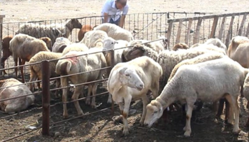 qurban-kesilen-olkelerde-qoyunlarin-ferqli-qiymeti-azerbaycan-necenci-yerdedir-siyahi-foto